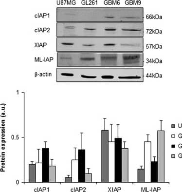 Detection of Human cIAP-2/HIAP-1 by Western Blot