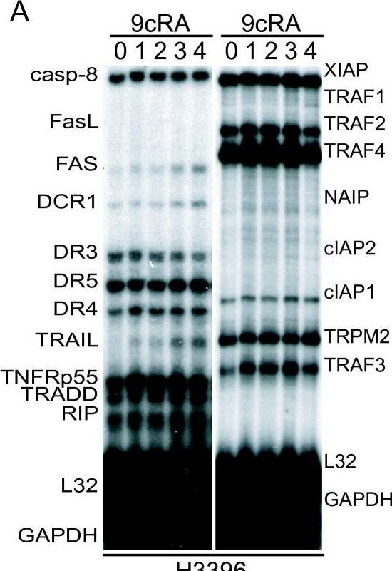 Detection of Human cIAP-2/HIAP-1 by Western Blot