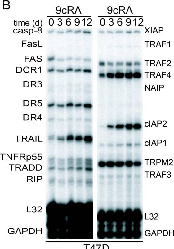 Detection of Human cIAP-2/HIAP-1 by Western Blot