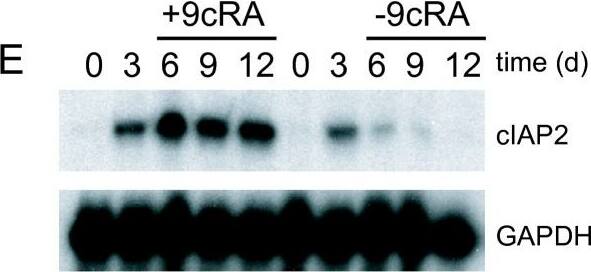 Detection of Human cIAP-2/HIAP-1 by Western Blot