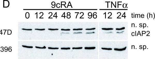 Detection of Human cIAP-2/HIAP-1 by Western Blot