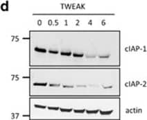 Detection of Human cIAP-1/HIAP-2 by Western Blot