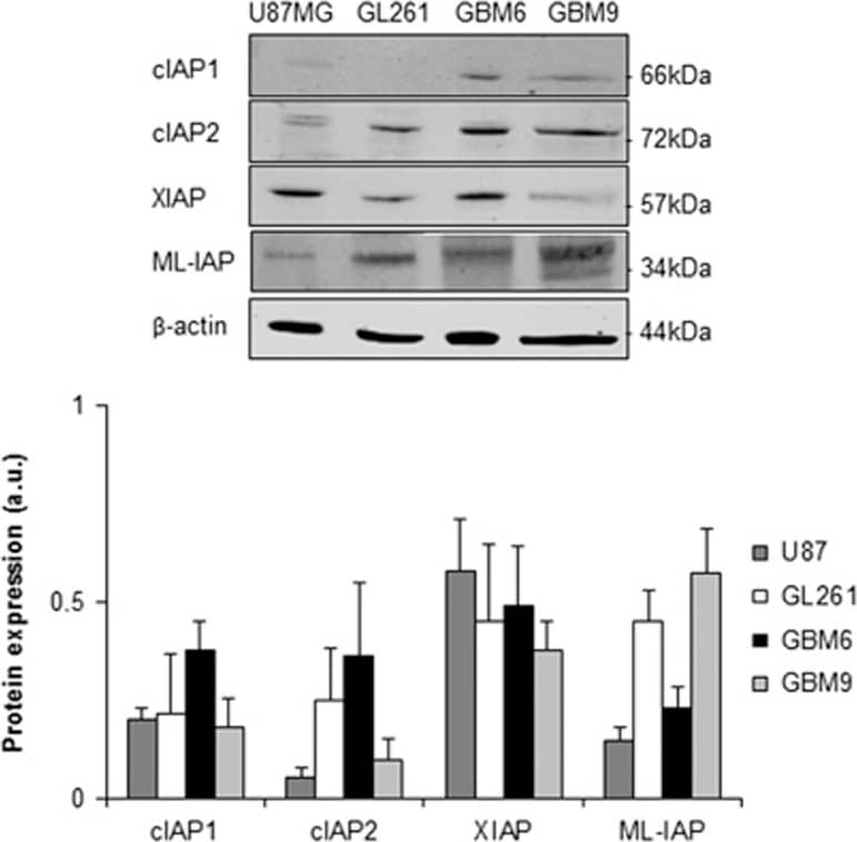 Detection of Human cIAP-1/HIAP-2 by Western Blot