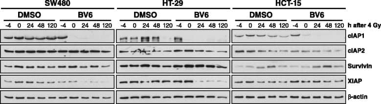 Detection of Human cIAP-1/HIAP-2 by Western Blot