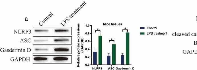 Detection of Bax by Western Blot