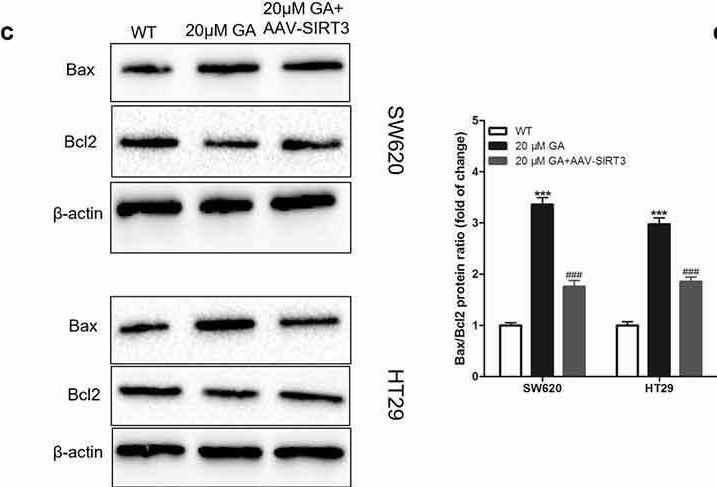 Detection of Bax by Western Blot