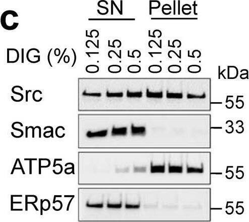 Detection of ERp57/PDIA3 by Western Blot