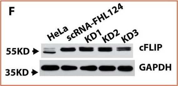 Detection of Mouse FLIP by Western Blot