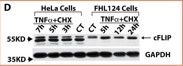 Detection of Mouse FLIP by Western Blot