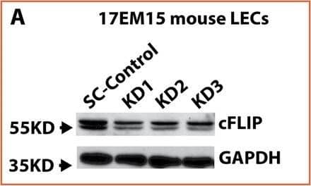 Detection of Mouse FLIP by Western Blot