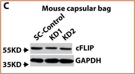 Detection of Mouse FLIP by Western Blot