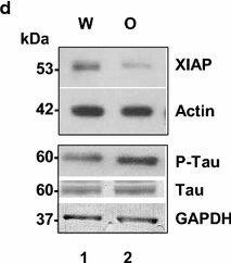 Detection of Rat XIAP by Western Blot