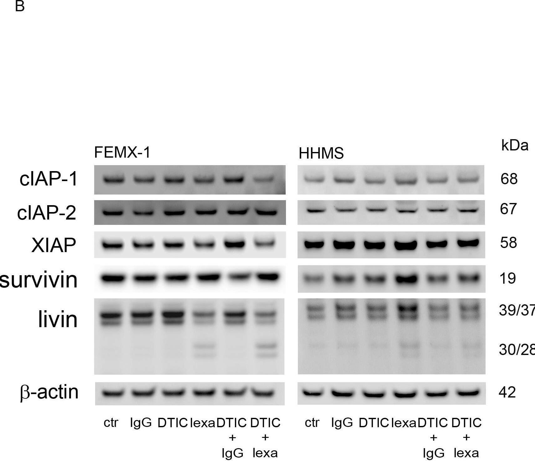 Detection of XIAP by Western Blot