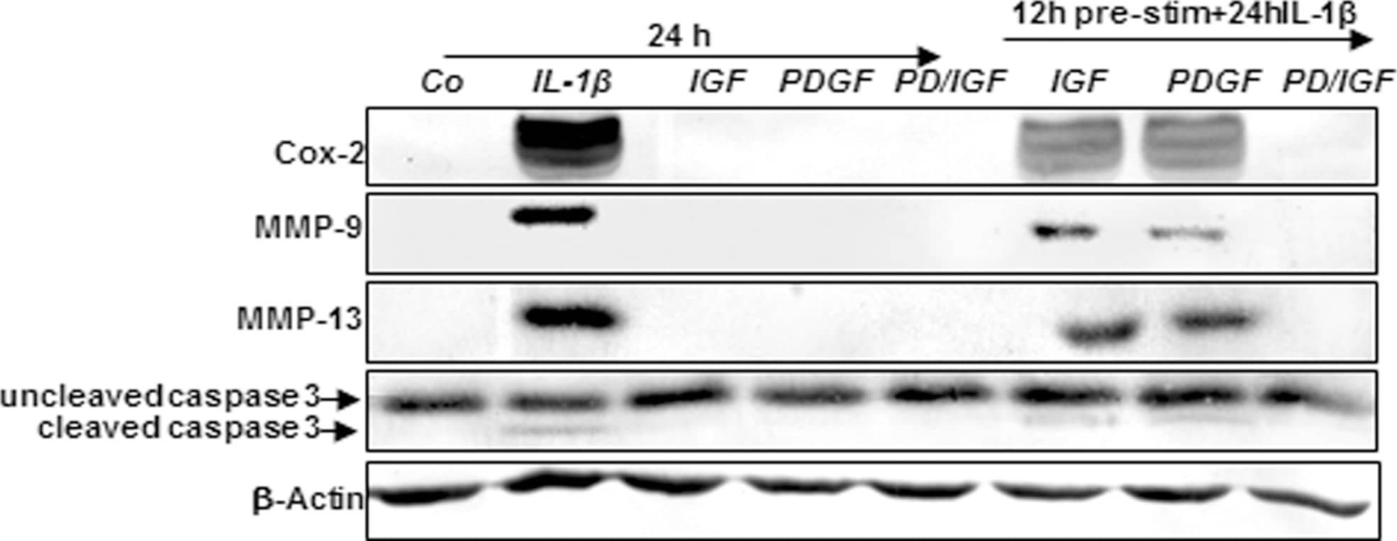Detection of Canine Human/Mouse Active Caspase-3 Antibody by Western Blot