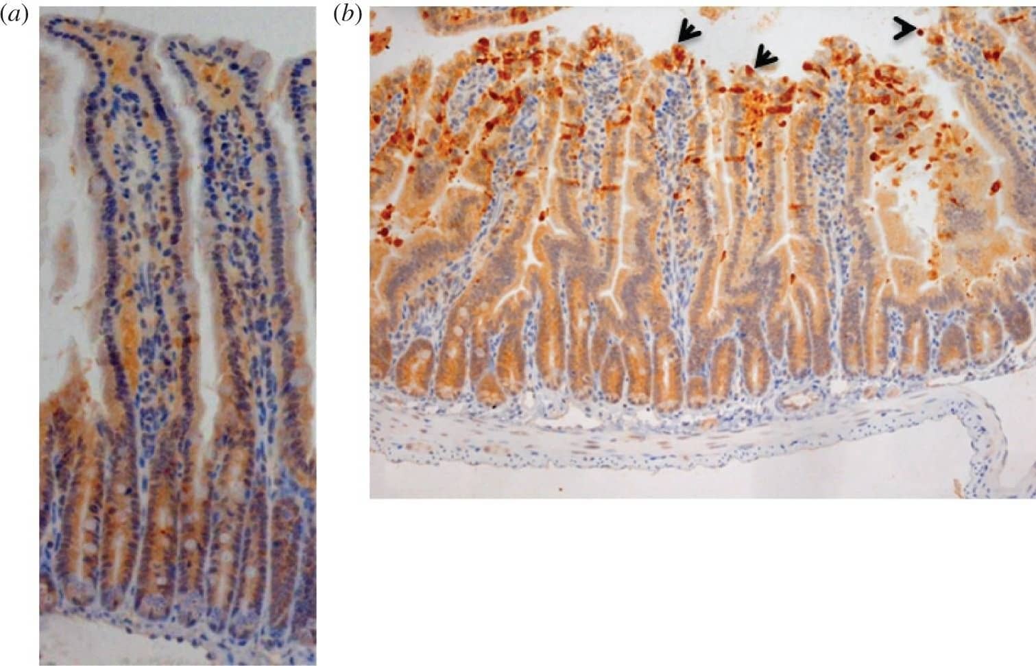 Detection of Mouse Caspase-3 by Immunohistochemistry