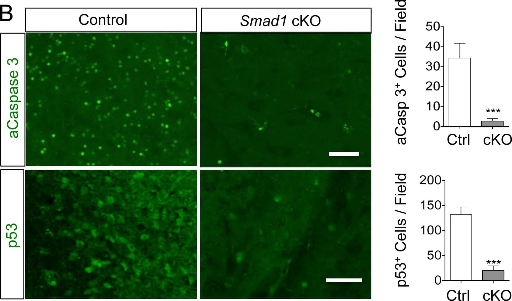 Detection of Mouse Caspase-3 by Immunocytochemistry/Immunofluorescence