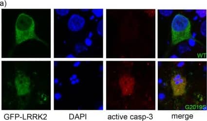 Detection of Mouse Caspase-3 by Immunocytochemistry/Immunofluorescence