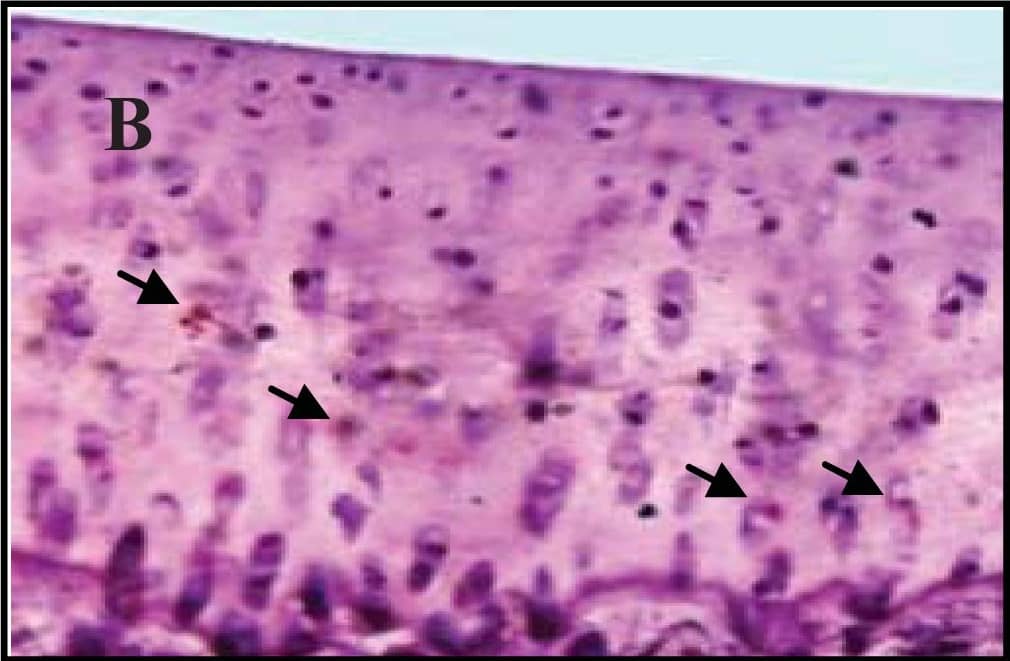 Detection of Guinea Pig Caspase-3 by Immunohistochemistry