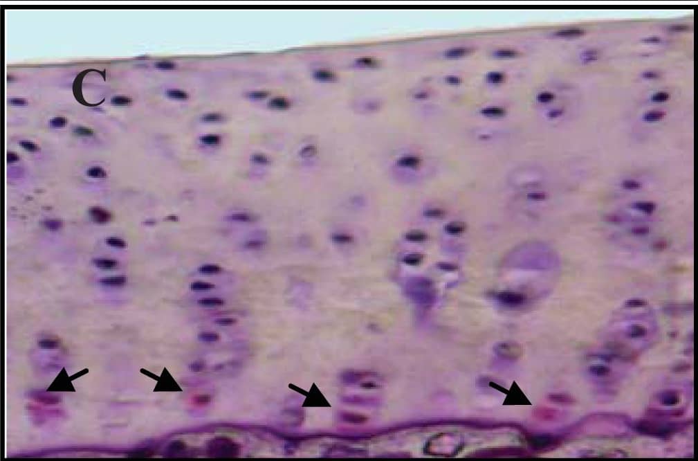 Detection of Guinea Pig Caspase-3 by Immunohistochemistry