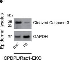 Detection of Mouse Caspase-3 by Western Blot