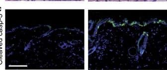 Detection of Mouse Caspase-3 by Immunohistochemistry