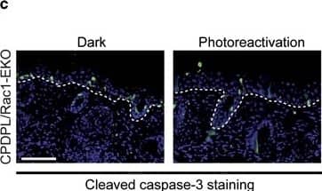 Detection of Mouse Caspase-3 by Immunohistochemistry