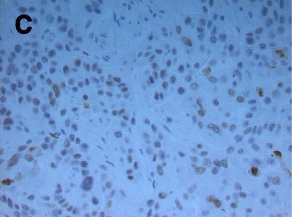Detection of Mouse Caspase-3 by Immunohistochemistry