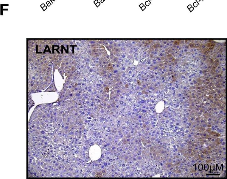 Detection of Mouse Caspase-3 by Immunocytochemistry/Immunofluorescence