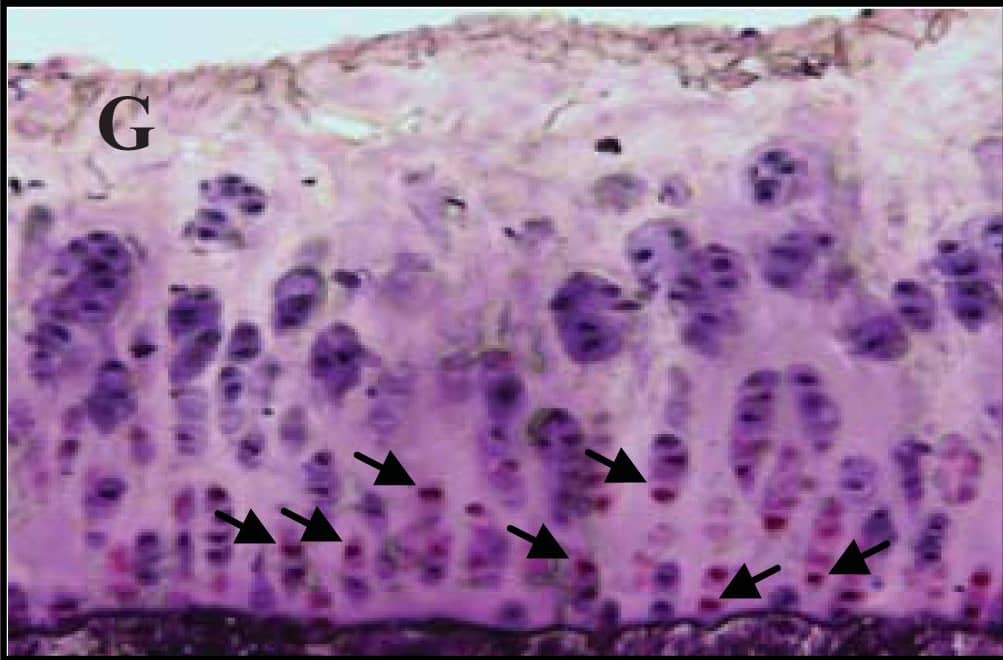 Detection of Guinea Pig Caspase-3 by Immunohistochemistry