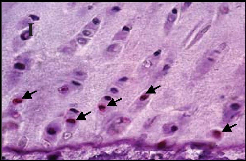 Detection of Guinea Pig Caspase-3 by Immunohistochemistry