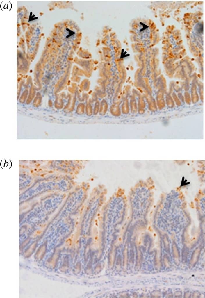 Detection of Mouse Caspase-3 by Immunocytochemistry/Immunofluorescence