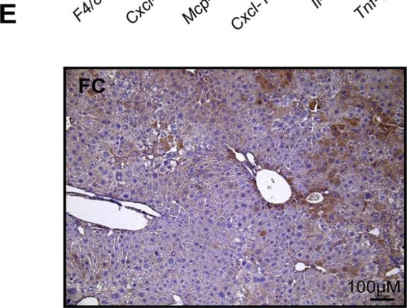 Detection of Mouse Caspase-3 by Immunocytochemistry/Immunofluorescence