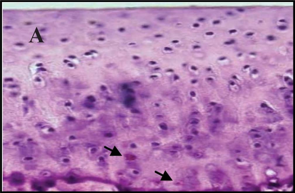 Detection of Guinea Pig Caspase-3 by Immunohistochemistry