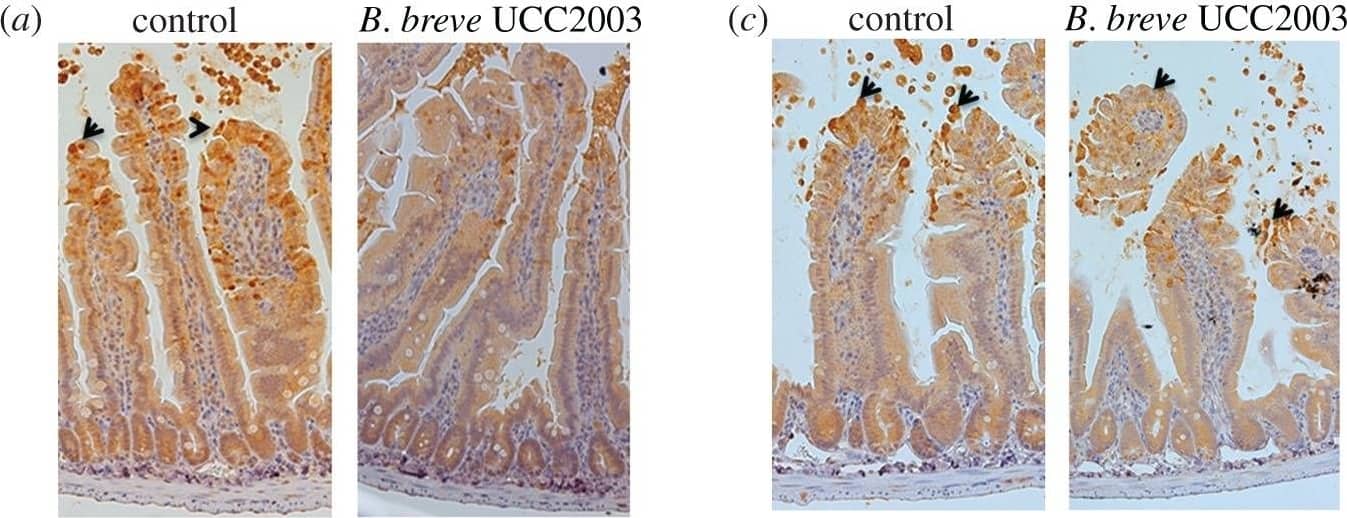 Detection of Mouse Caspase-3 by Immunocytochemistry/Immunofluorescence