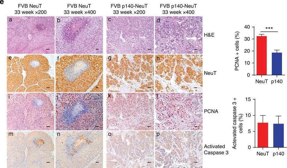 Detection of Mouse Caspase-3 by Immunocytochemistry/Immunofluorescence