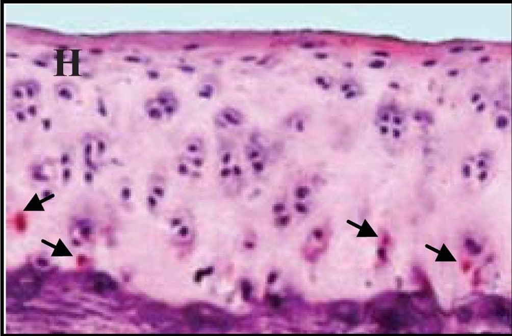 Detection of Guinea Pig Caspase-3 by Immunohistochemistry