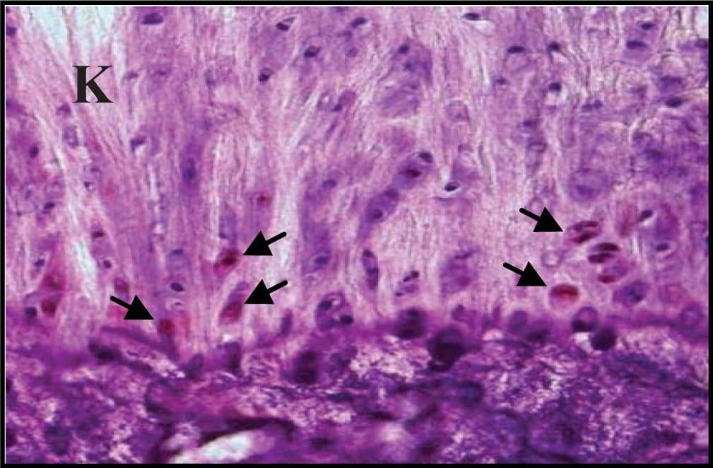 Detection of Guinea Pig Caspase-3 by Immunohistochemistry