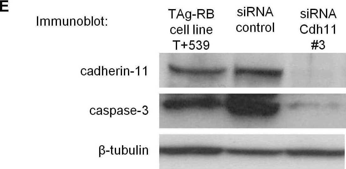 Detection of Caspase-3 by Western Blot