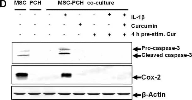 Detection of Caspase-3 by Western Blot