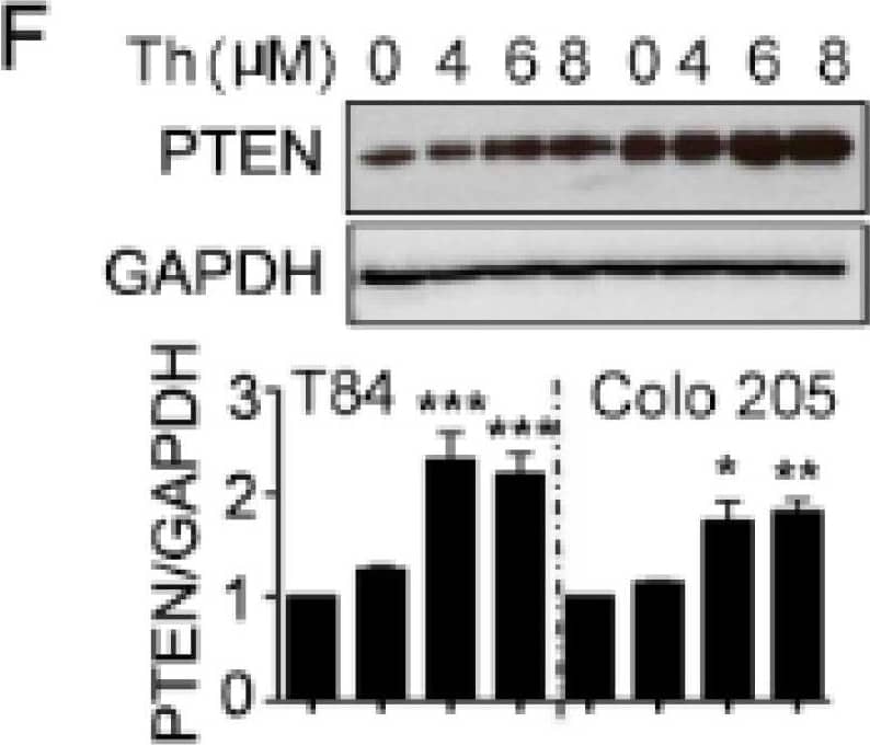 Detection of Human PTEN by Western Blot