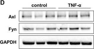 Detection of Mouse Axl by Western Blot