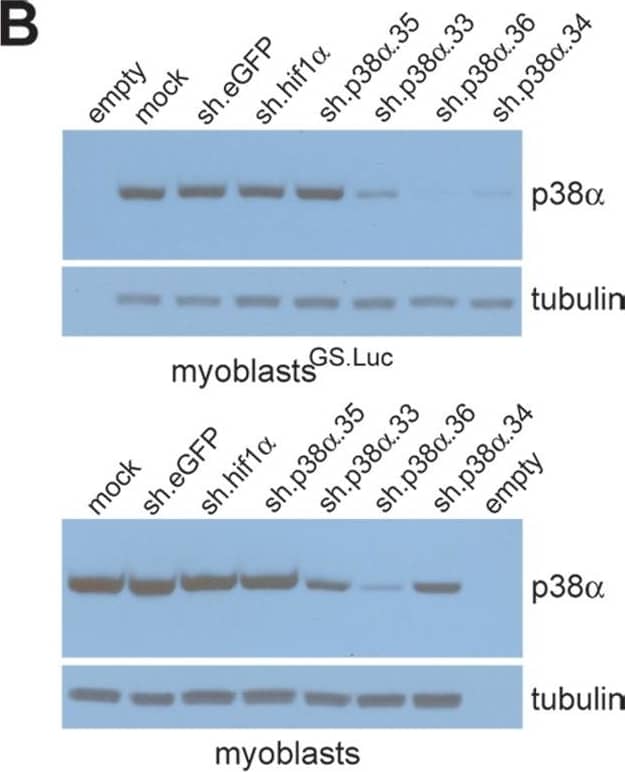 Detection of Human p38 alpha by Western Blot