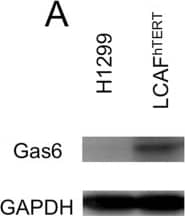 Detection of Human Gas6 by Western Blot