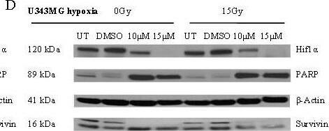 Detection of Human Survivin by Western Blot