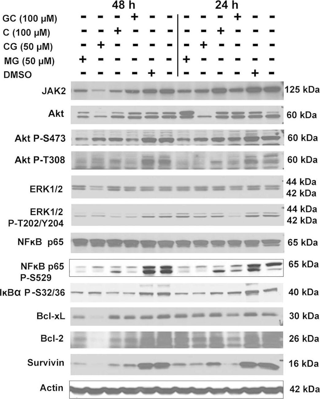 Detection of Human Survivin by Western Blot