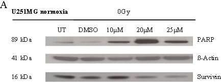 Detection of Human Survivin by Western Blot