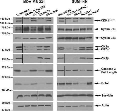 Detection of Human Survivin by Western Blot
