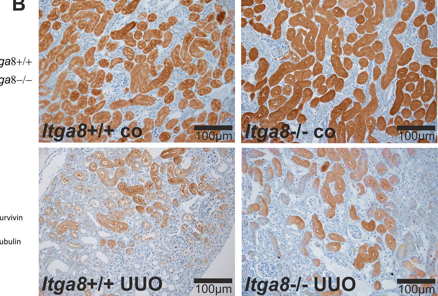Detection of Mouse Survivin by Immunohistochemistry