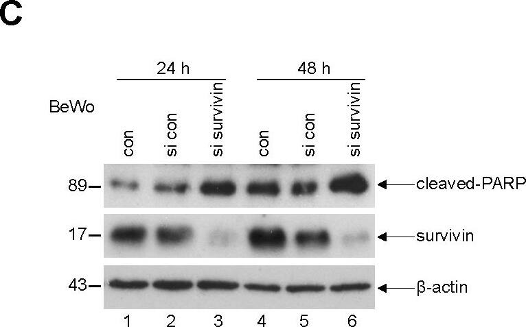 Detection of Human Survivin by Western Blot
