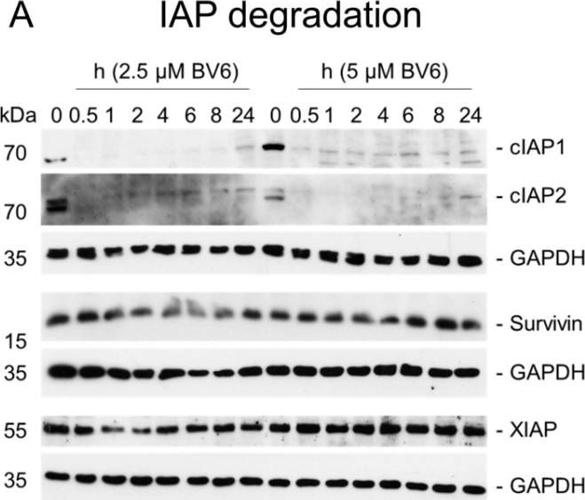 Detection of Survivin by Western Blot